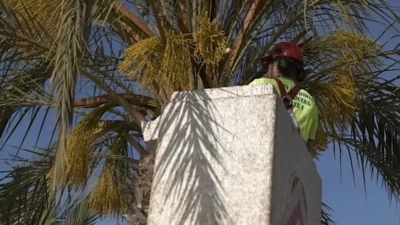 Roquetas realiza trabajos de poda en el Paseo Marítimo de Aguadulce