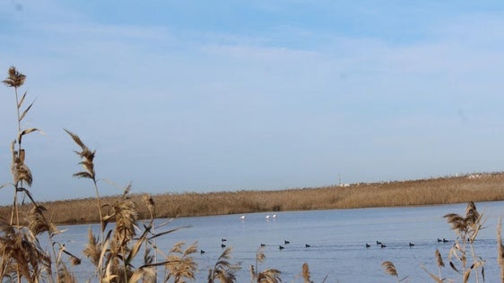 Roquetas contará con una exposición de las aves almerienses