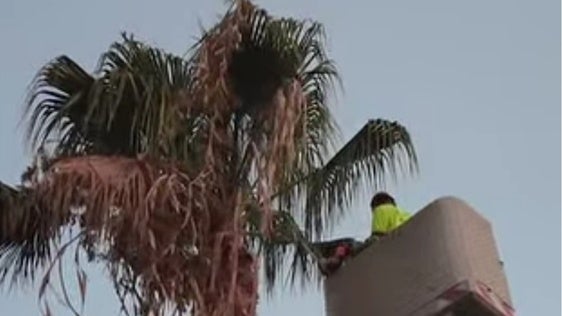 Roquetas realiza trabajos de poda de palmeras en altura