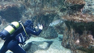 Juan, una tortuga boba sin una aleta, ya vive entre los meros del Aquarium