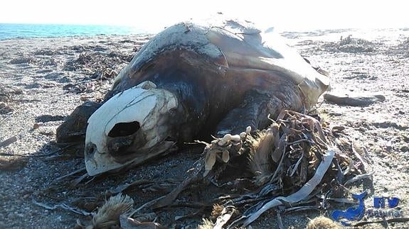 Aparece el cadáver de otra tortuga boba en Roquetas de Mar