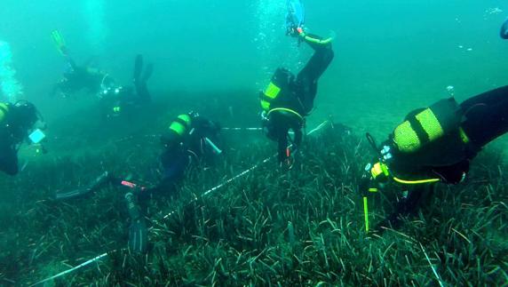 Turismo aspira a poner en valor la posidonia con un proyecto europeo