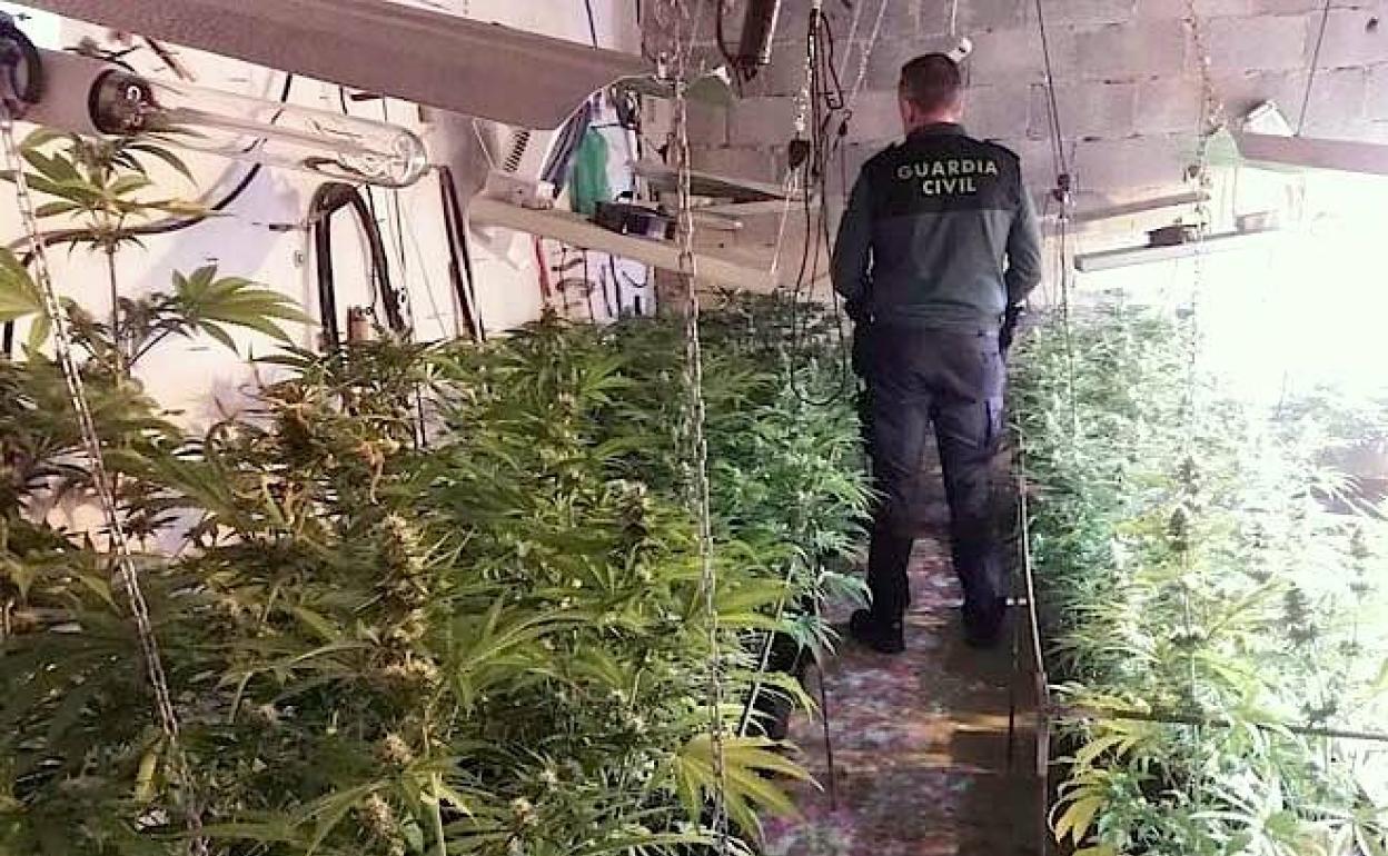 Dos detenidos en Úbeda al desmantelar dos plantaciones de marihuana con más de 300 plantas