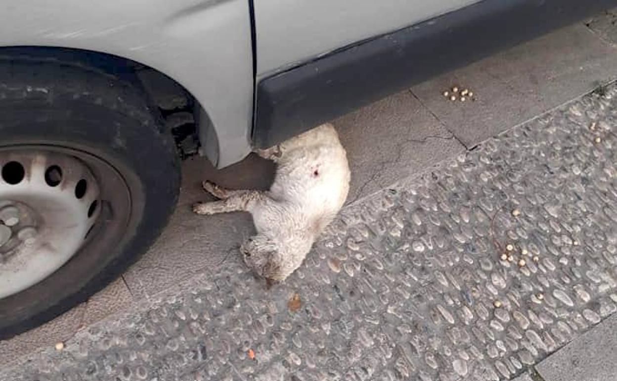 'Gatetes' denuncia que un vecino de Úbeda se dedica a disparar desde la ventana contra los gatos