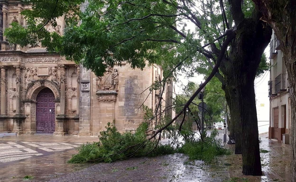 Una rama caída en la plaza Vázquez de Molina.