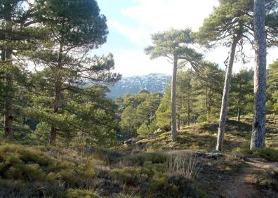 Imagen secundaria 1 - Pinares de la Sierra de Segura y portada del libro.
