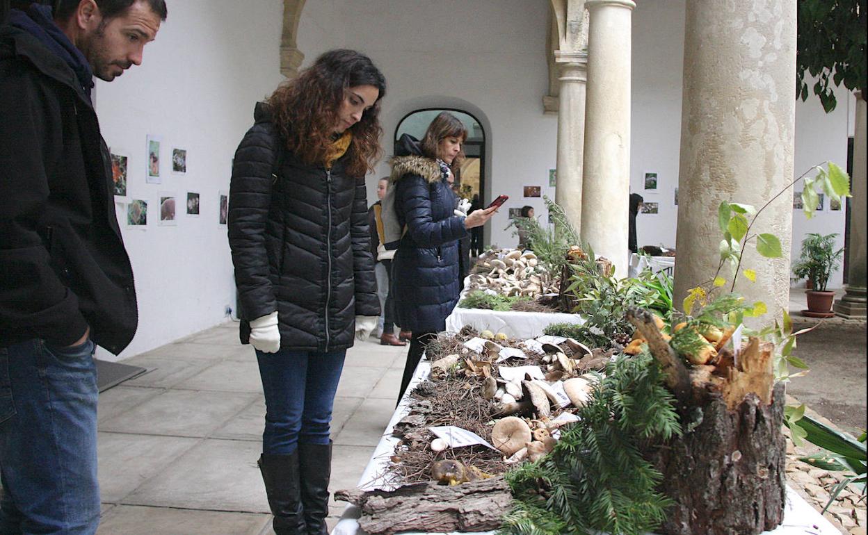 La exposición de setas y hongos de la provincia de Jaén mostró 135 especies diferentes