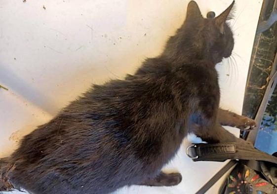 El cuerpo del animal fue encontrado al día siguiente.