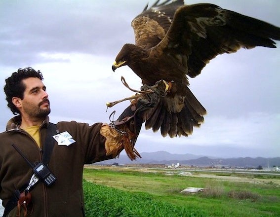 Un ubetense que vela por la seguridad aérea de Málaga con la ayuda de halcones y águilas