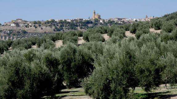 Se trata de la creación de un servicio de vigilancia en el campo que se intensificará durante la campaña de aceituna..
