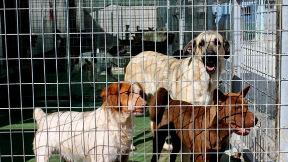 Perros en las instalaciones del albergue