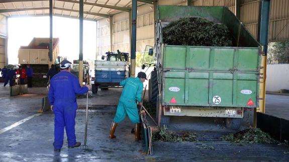 Buen ritmo en la recepción de aceituna de La Unión