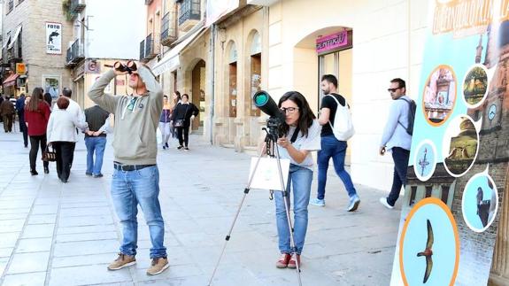 Campaña para dar a conocer cómo vive en Úbeda el Cernícalo Primilla