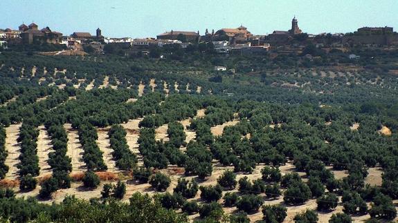 El Ayuntamiento impulsa un proyecto para educar a los escolares en la cultura del olivar