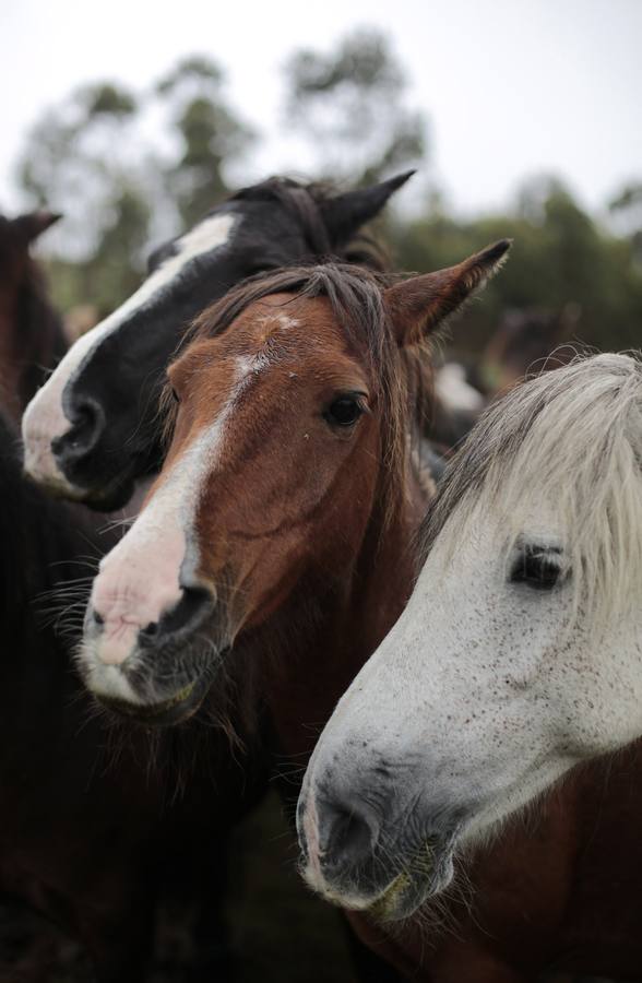 Caballos salvajes se ven durante el Das Rapa Bestas, evento tradicional en el pueblo noroccidental español de Sabucedo.