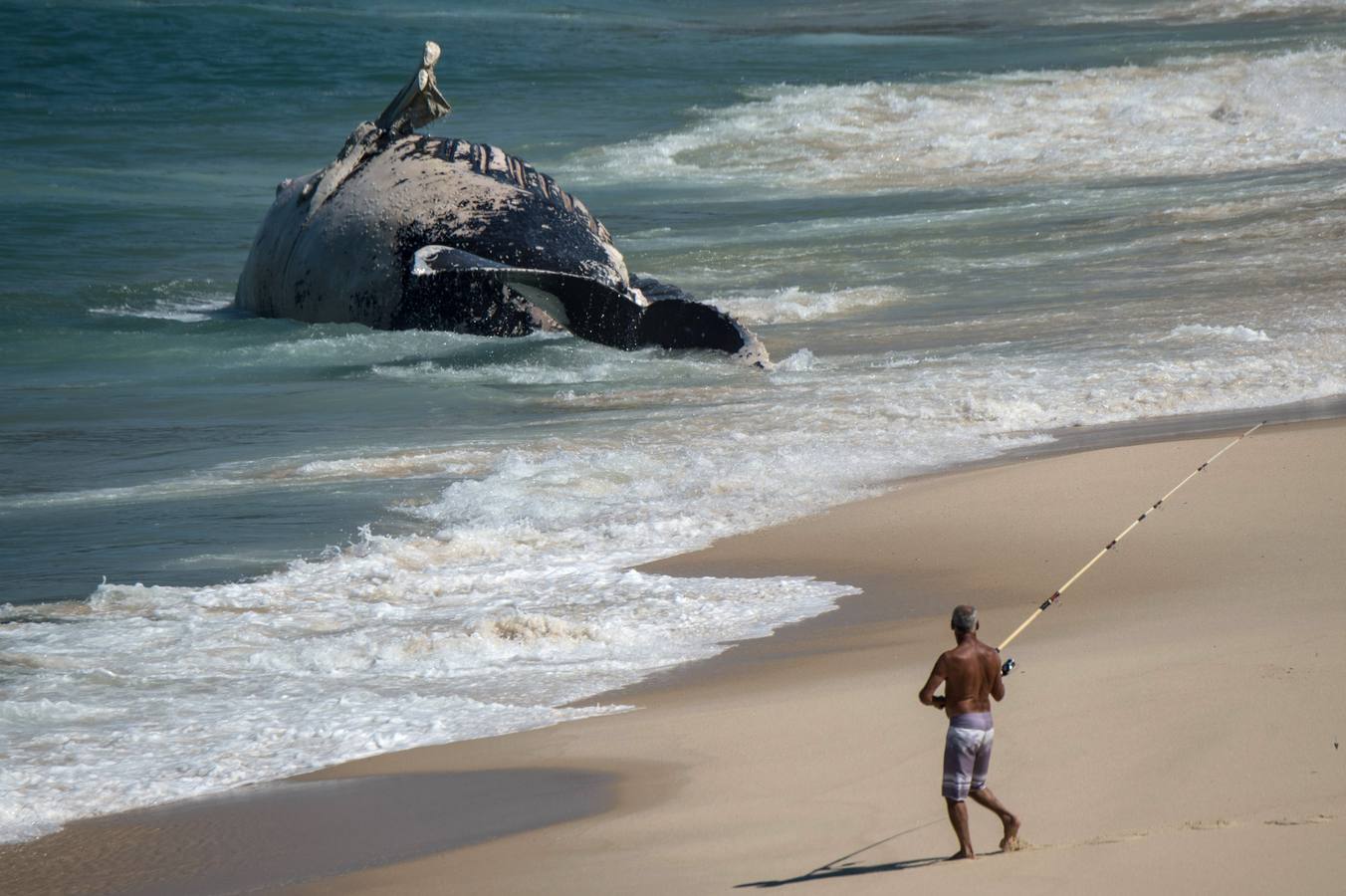 Un pescador se prepara para lanzar su caña cerca del cuerpo de una ballena jorobada muerta en Janeiro, Brasil.