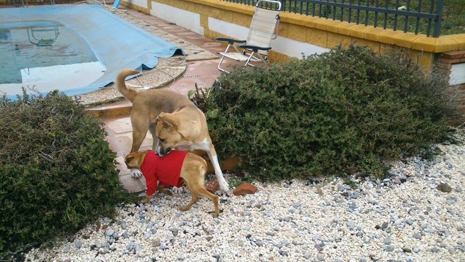 Missy y Lolita en casa de Iulia.