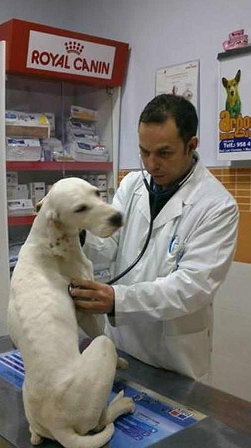 El pointer atendido por el veterinario.