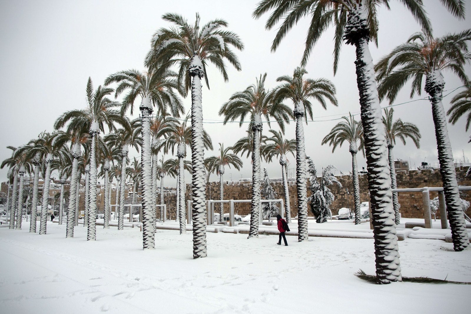 Un hombre camina en la nieve cerca de las palmeras fuera de la ciudad vieja de Jerusalén.