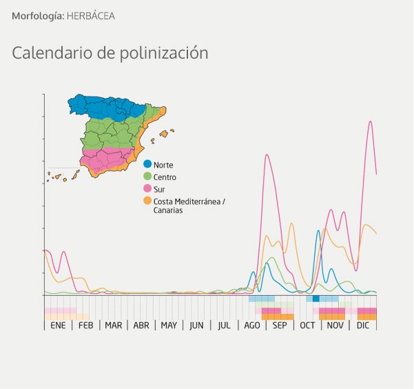 Alergia al polen: Calendario, mapa y zonas de polinización para olivo, gramíneas y otras plantas problemáticas