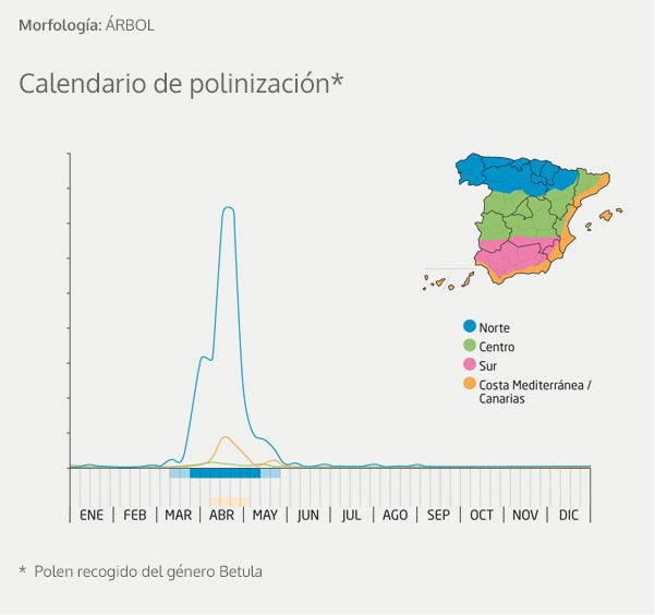 Alergia al polen: Calendario, mapa y zonas de polinización para olivo, gramíneas y otras plantas problemáticas