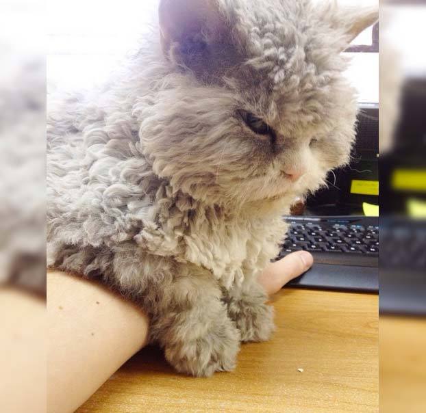 Albert, un gato-oveja con cara de malas pulgas