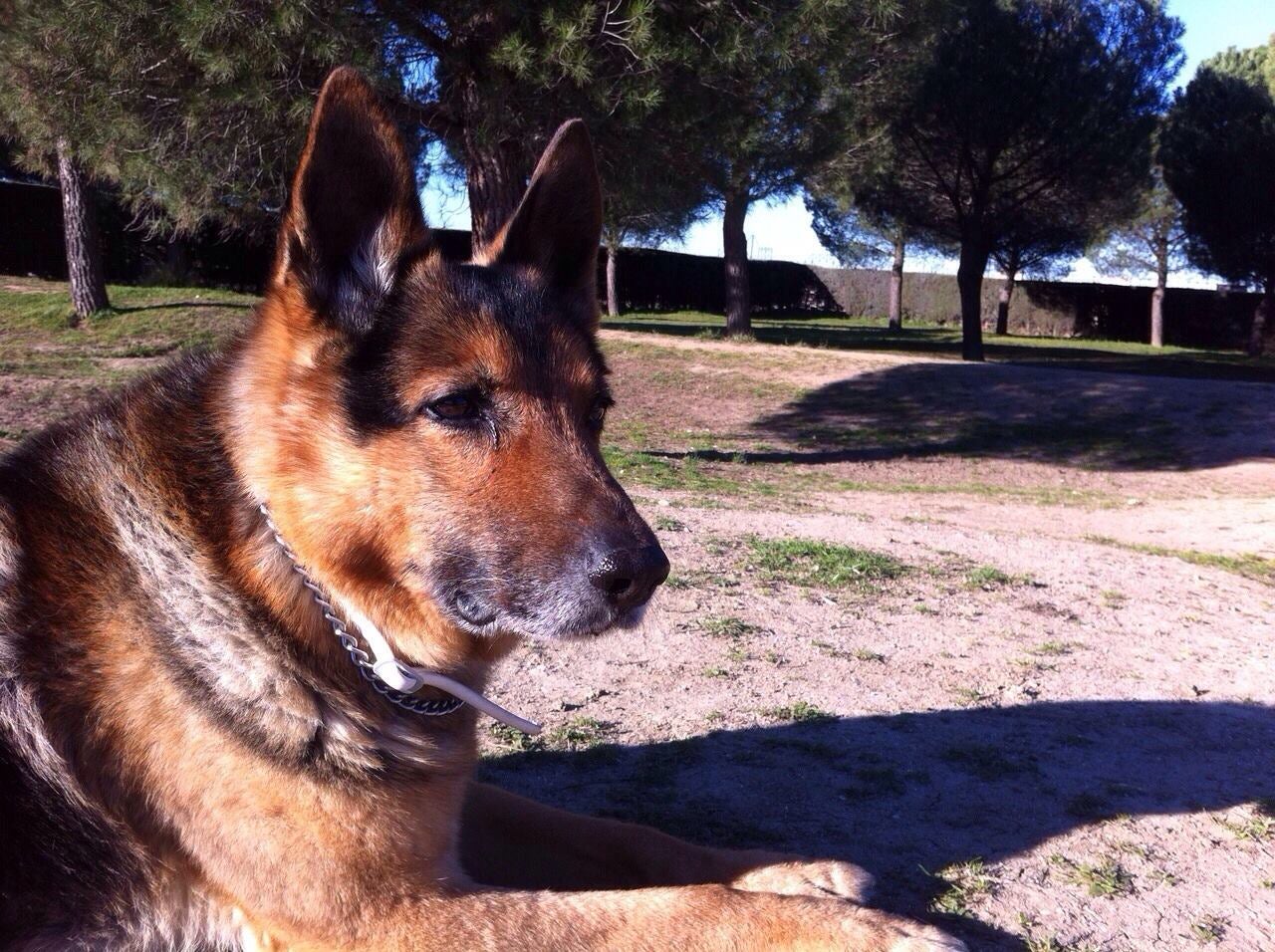 Rei, el primer perro que consiguió adopción gracias al proyecto 'Perros policía jubilados'.