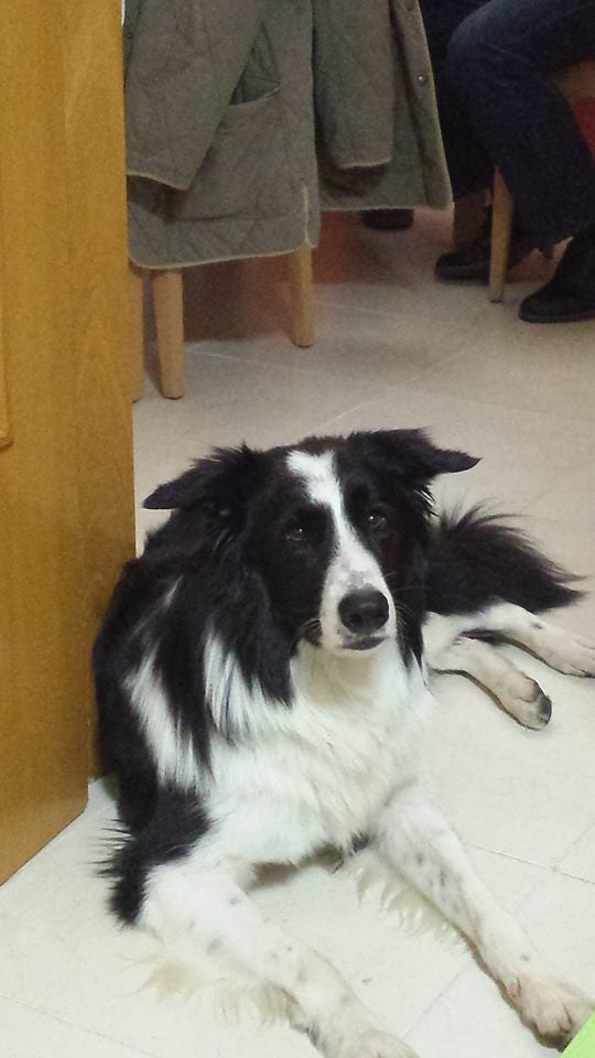 Boss es un border collie.