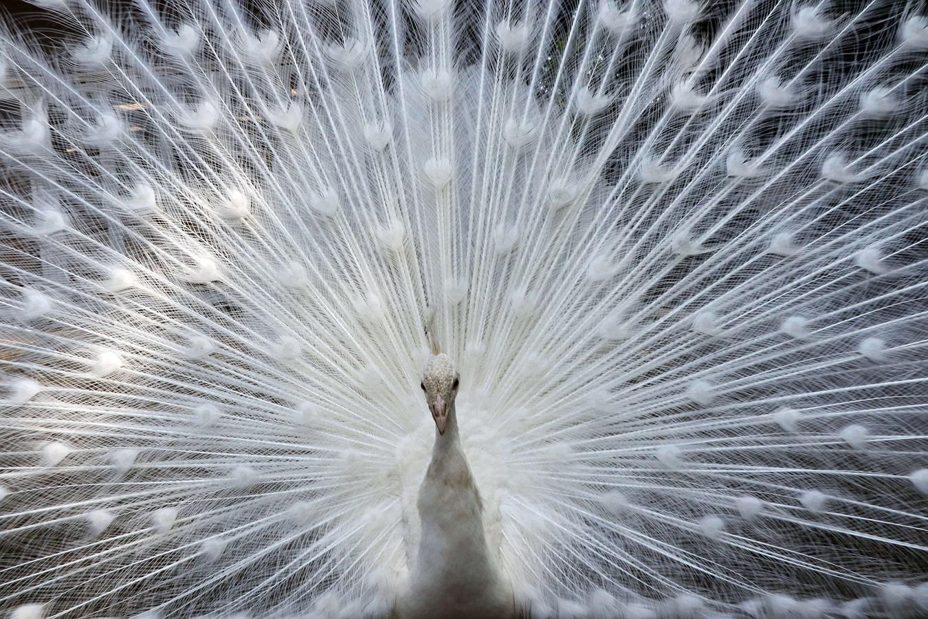 Un pavo real blanco abre su plumaje en el zoológico Nogeyama en Yokohama, los suburbios de Tokio.