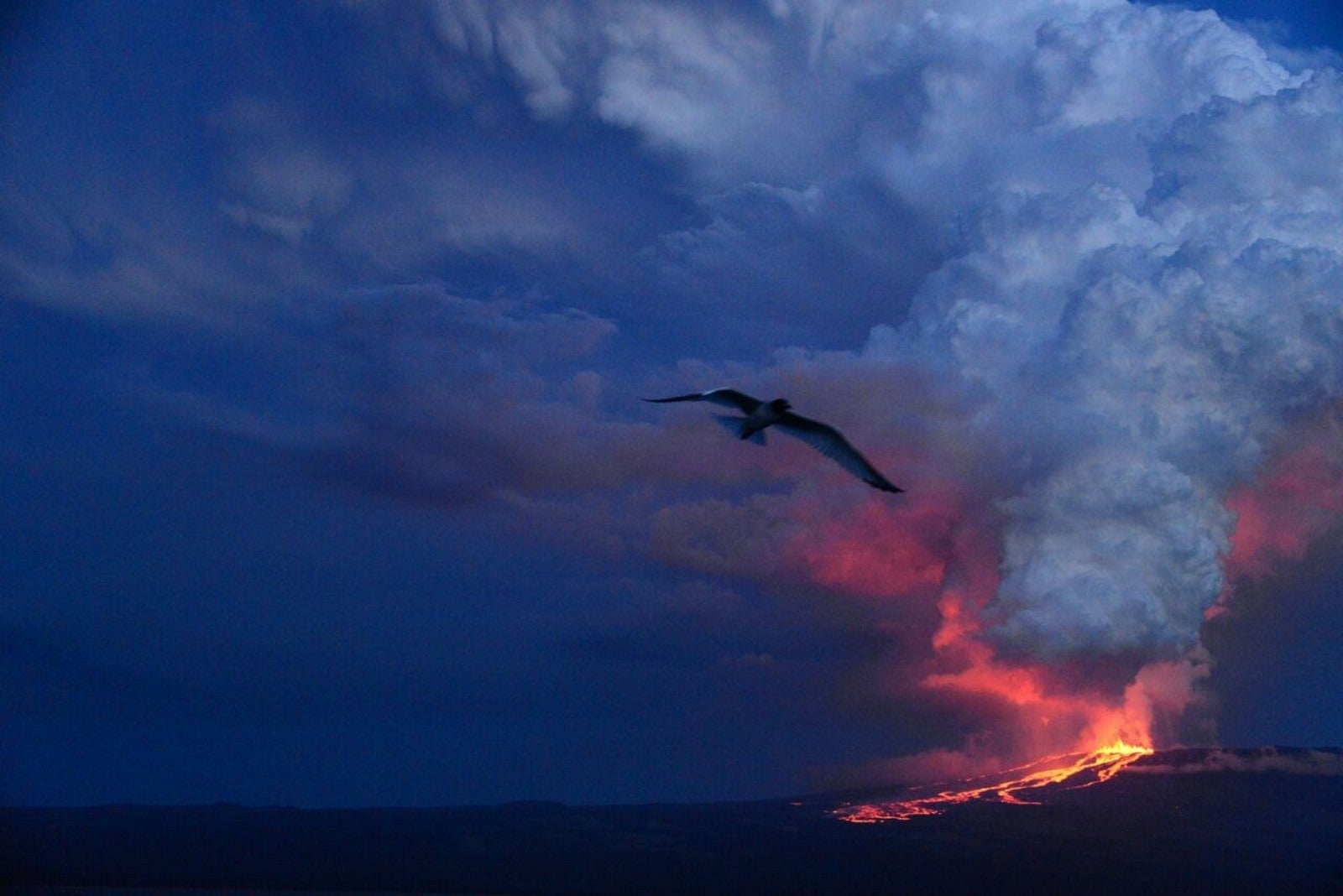 Parque Nacional Galápagos muestra la erupción del volcán en la isla Isabela Lobo, Galápagos, Ecuador.