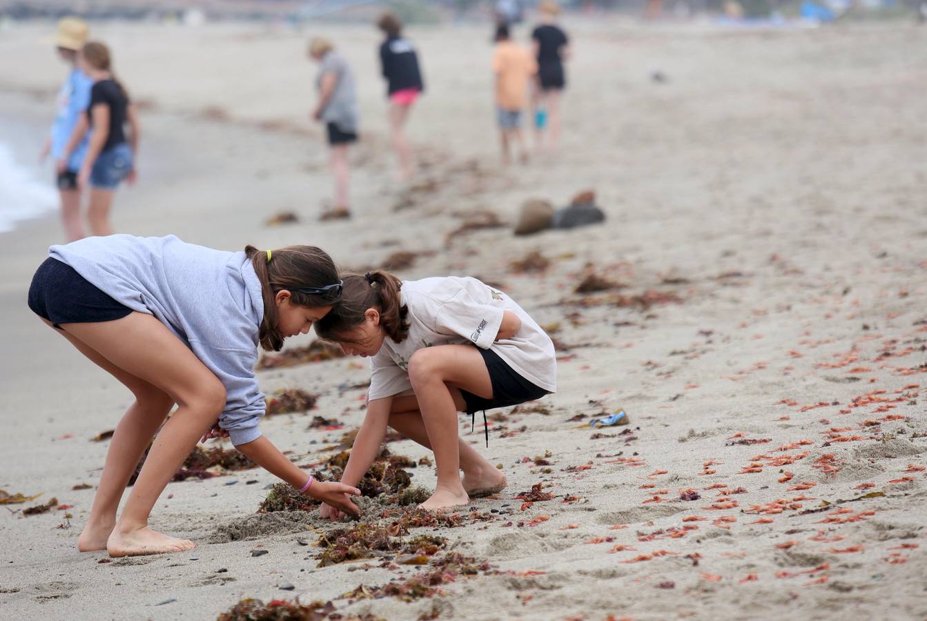 Miles de cangrejos de atún rojo invaden la costa en Dana Point (California)