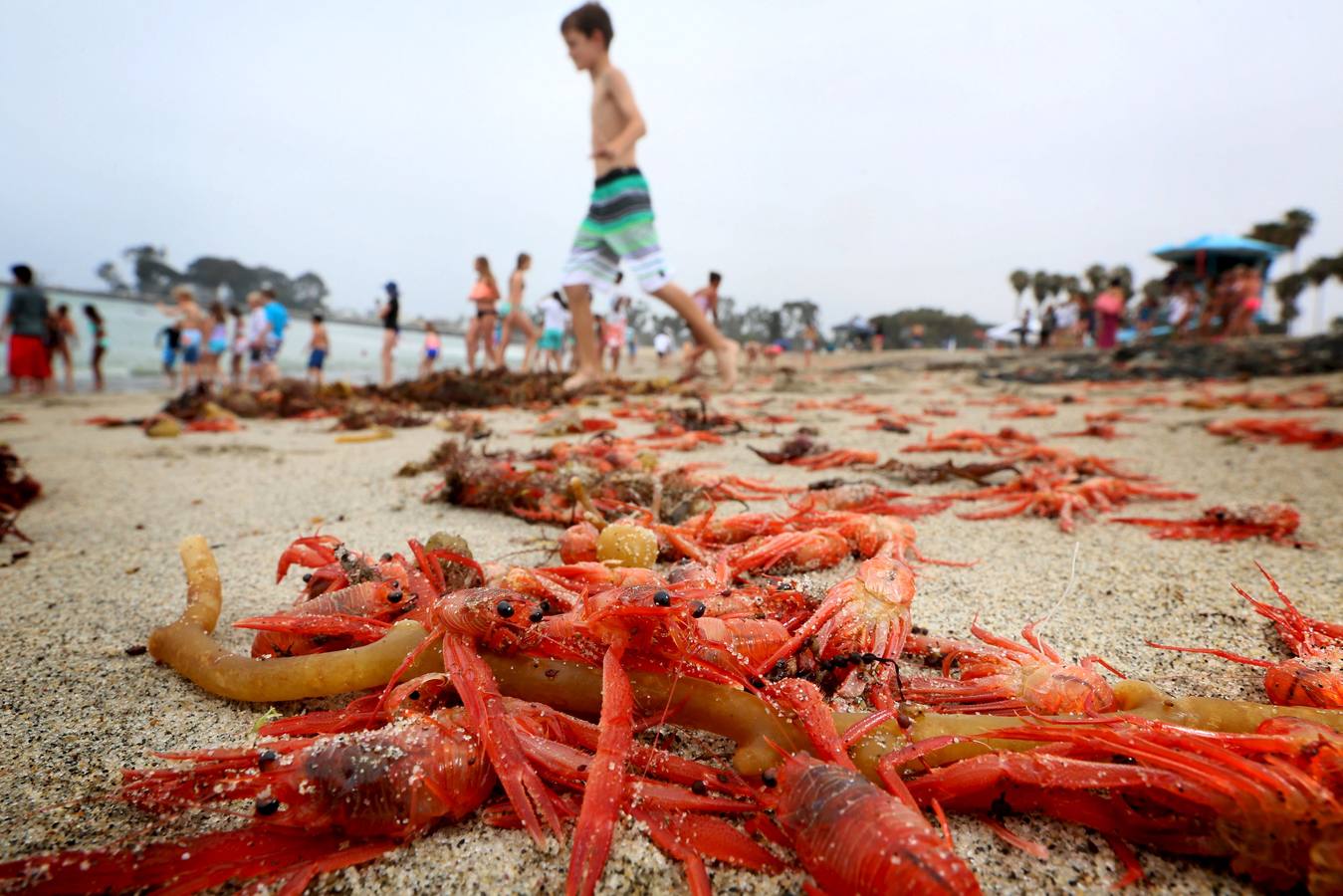 Miles de cangrejos de atún rojo invaden la costa en Dana Point (California)