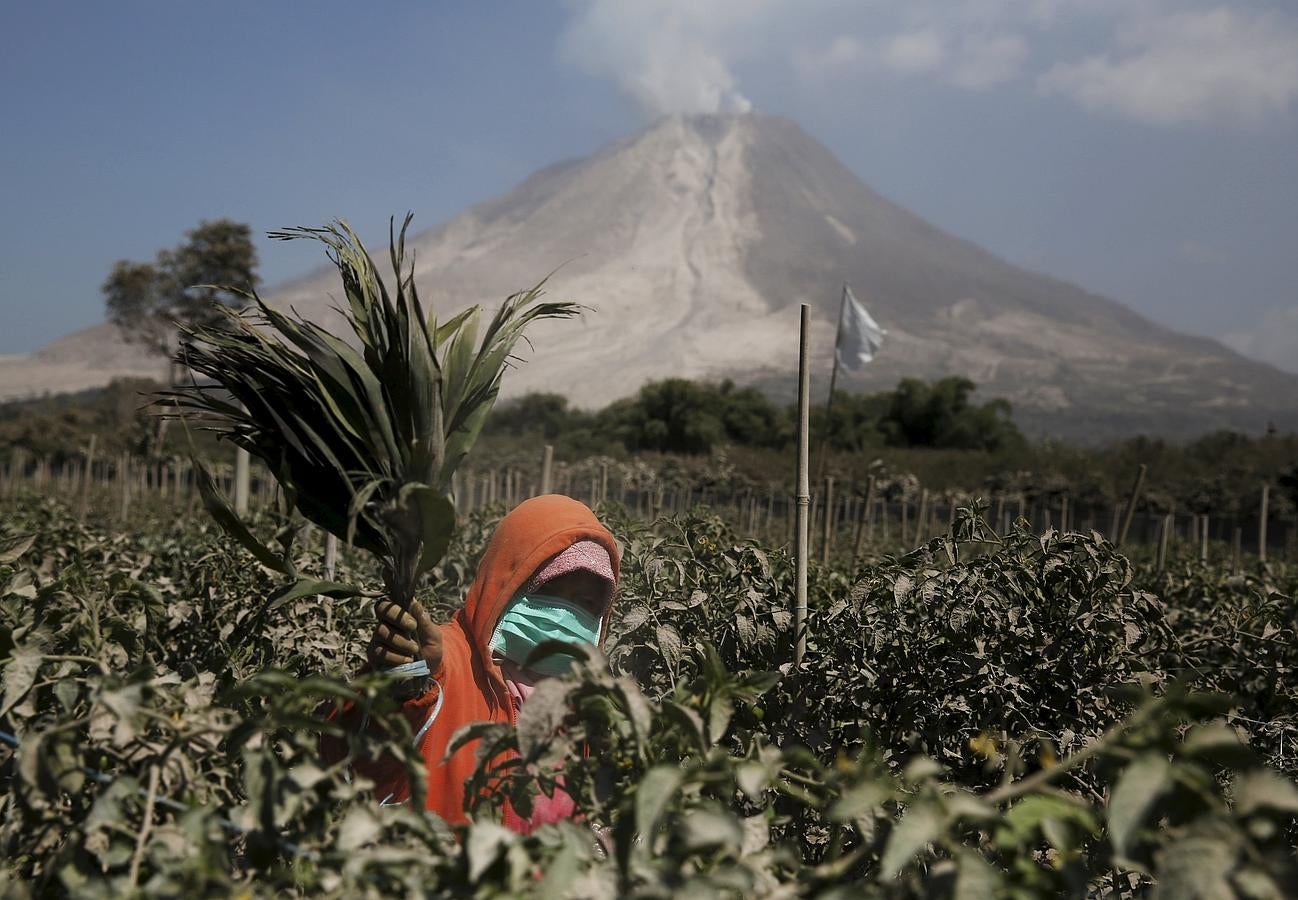 Una mujer quita las cenizas de sus árboles de tomate después de la erupcion del volcán Monte Sinabung en el pueblo de Kuta Tengah en Karo Regency, provincia del norte de Sumatra, Indonesia.