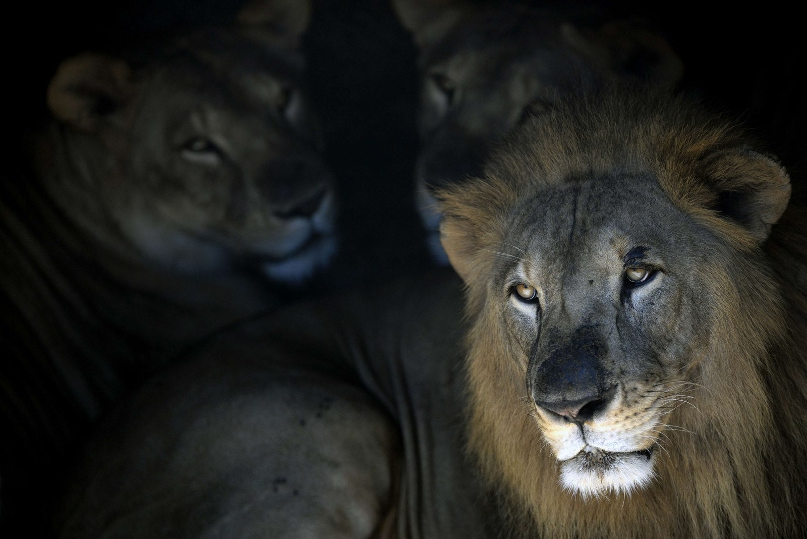 Leones en el zoológico nacional en San Salvador.
