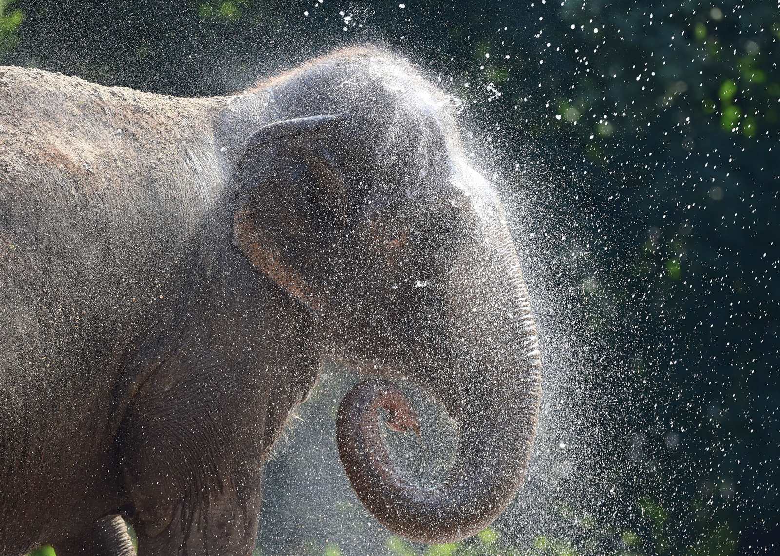 Un elefante asiático del Zoo de Berlin se refresca con agua debido a las altas tempreaturas sufridas, más de 30 grados.