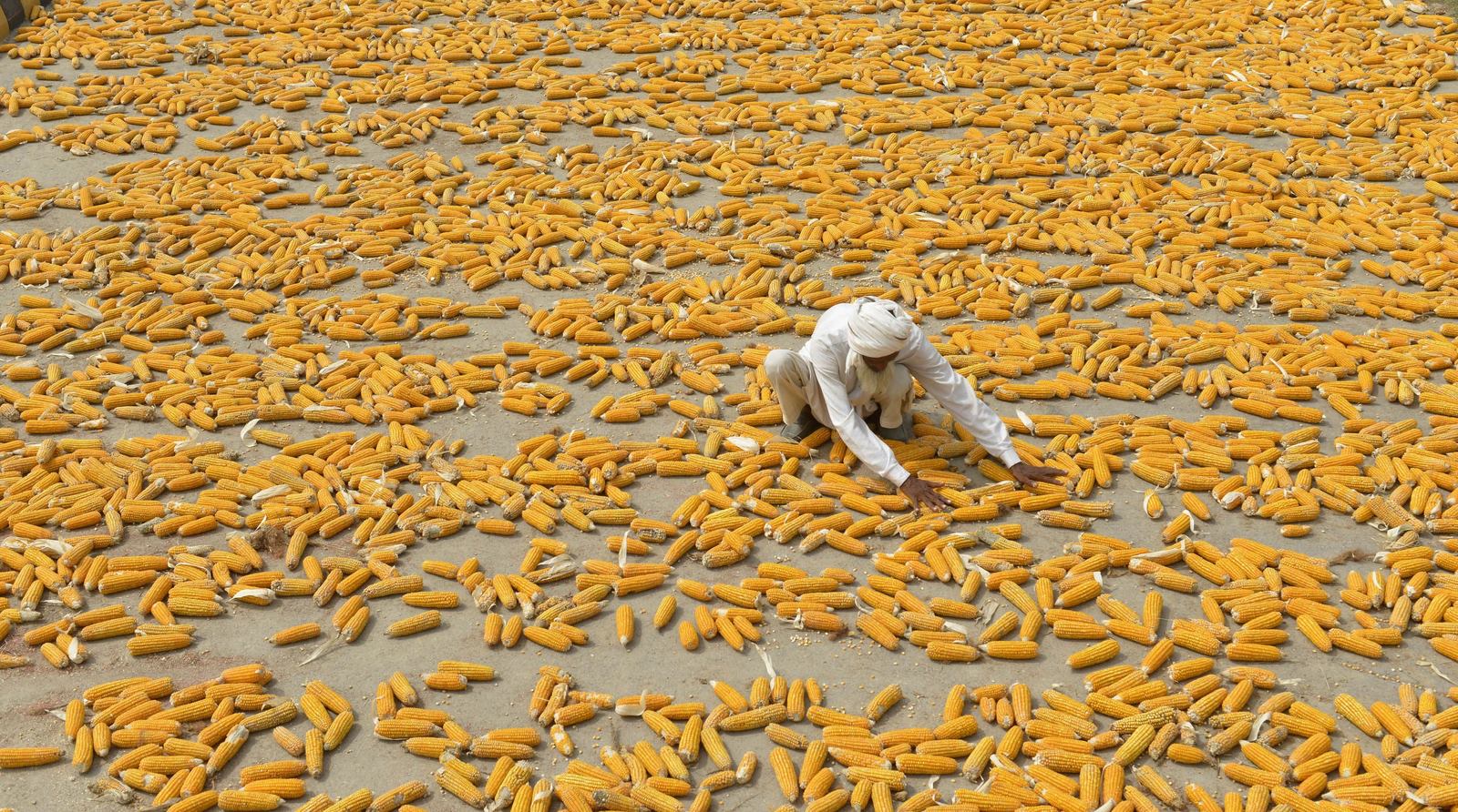 Un agricultor paquistaní seca su maíz en un campo en las afueras de Lahore.