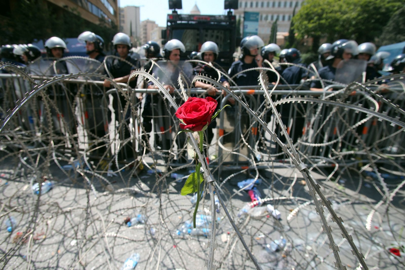 Una rosa colocada por los manifestantes libaneses en una cerca de alambre de espino durante una manifestación para protestar contra la crisis de basura.