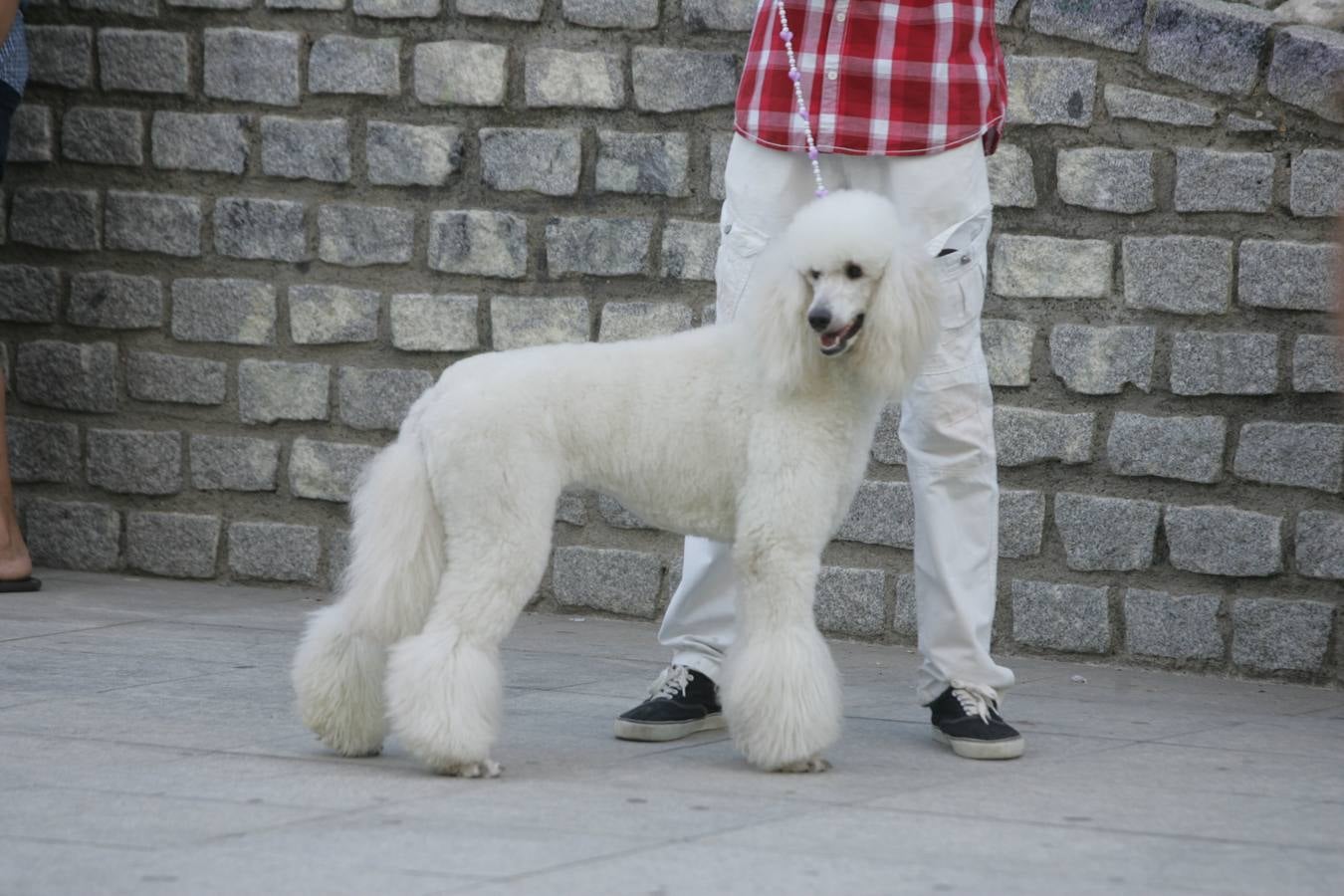 Los mil ladridos de la Feria más canina