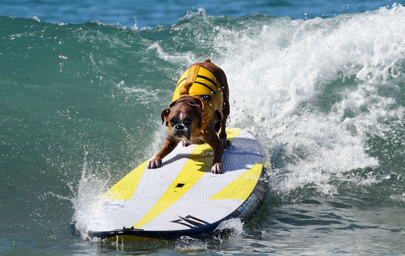 Perros, grandes y pequeños, y algunos en tándem o con su propietario, participan en el séptimo concurso anual de Surf City Surf Dog en Huntington Beach, California.