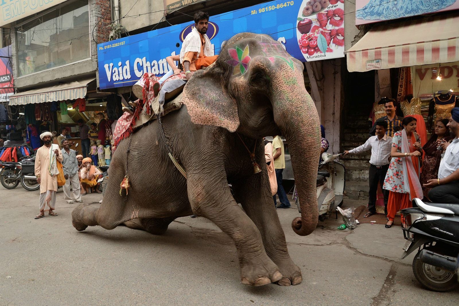 Un elefante ofrece paseos a los compradores en las calles de Jalandhar.