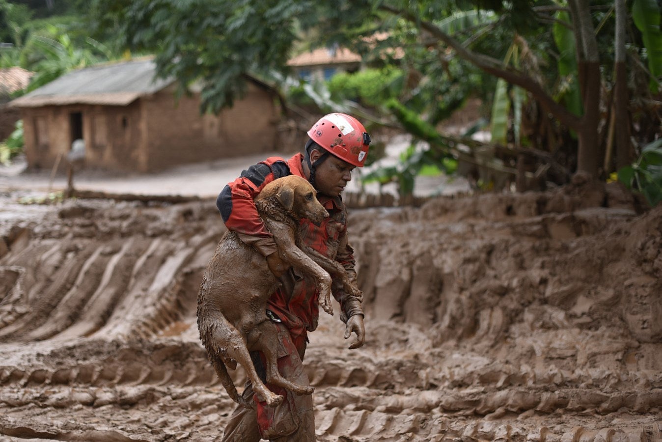 Un bombero rescata en Paracatu de Baixo, Minas Gerais, Brasil a un perro que estaba atrapado en el lodo que arrasó el pueblo de Bento Rodrigues.