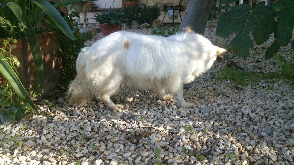 &quot;Solo quiero saber quién ha sido capaz de abandonarla&quot;