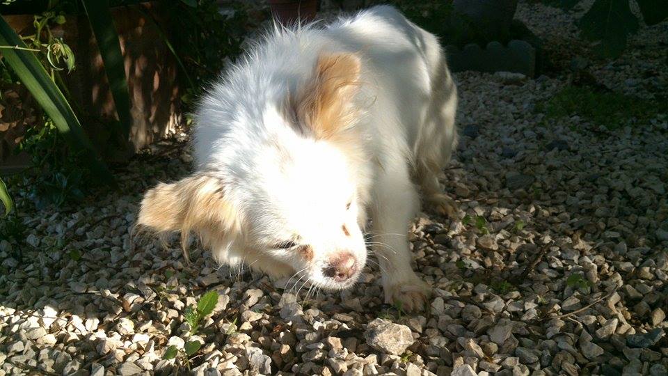 &quot;Solo quiero saber quién ha sido capaz de abandonarla&quot;