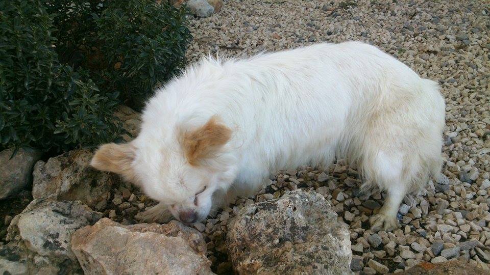 &quot;Solo quiero saber quién ha sido capaz de abandonarla&quot;