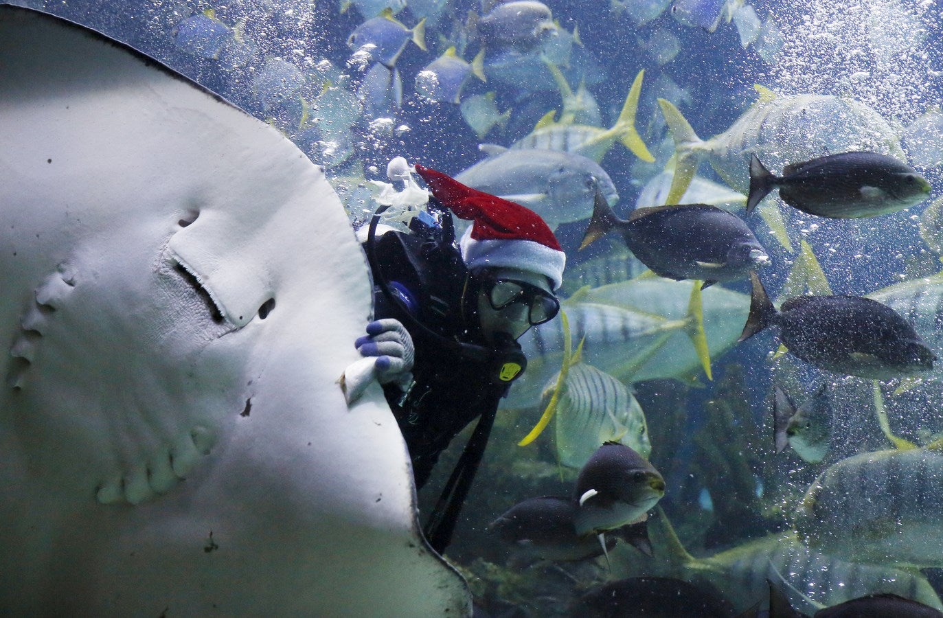 Un buzo con un sombrero de Papa Noel, alimenta a los peces en un acuario en Kuala Lumpur, Malasia.