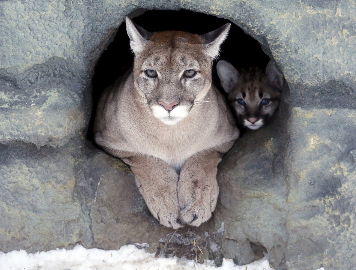 Hielo, un puma norteamericano hembra de tres años de edad, y su cachorro de dos meses de edad se asoman  fuera de su guarida en el zoológico Royev Ruchey en un suburbio de la ciudad siberiana de Krasnoyarsk, Rusia,