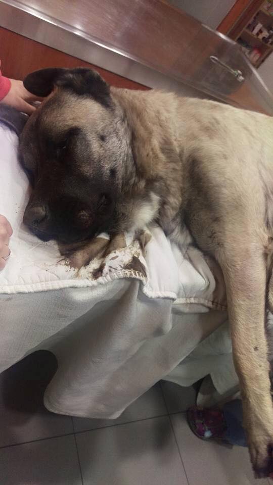 Así encontraron a Mastín