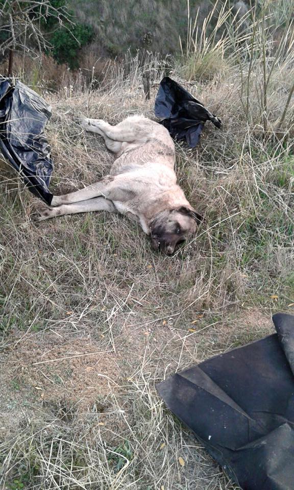 Así encontraron a Mastín