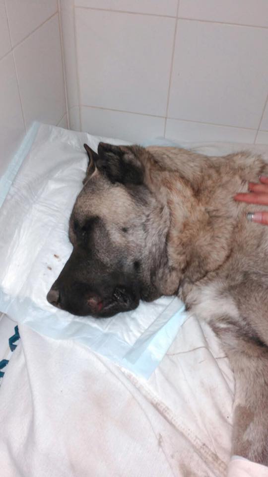 Así encontraron a Mastín