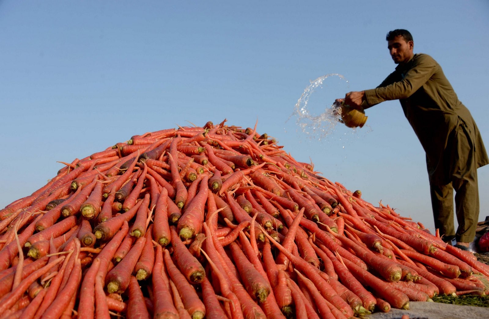 Un vendedor afgano lanza agua sobre las zanahorias cosechadas en Jalalabad.